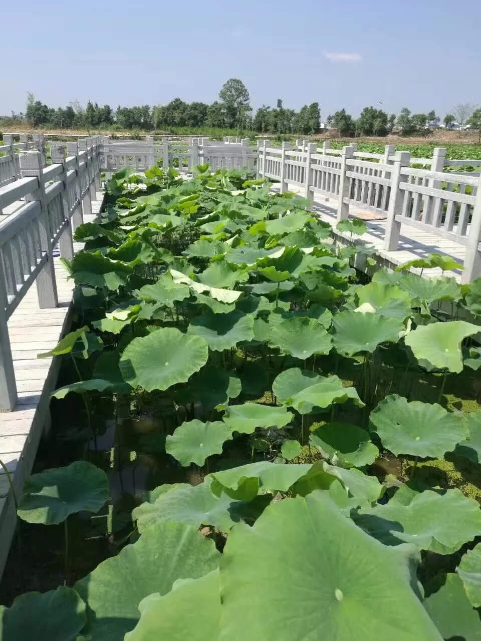 1.5米仿木護欄（lán） (19).jpg