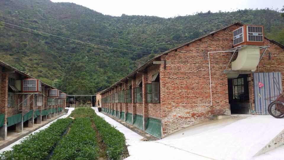 養殖場環保空調（diào）降溫（wēn）方案