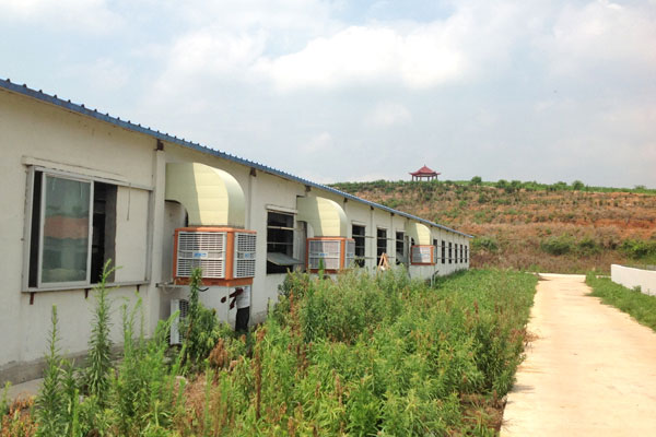 養（yǎng）豬場降溫通風