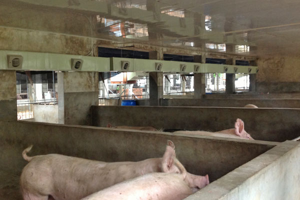 養豬場通風降溫