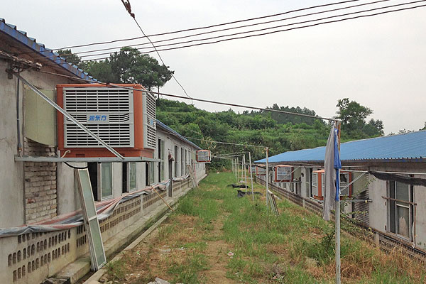 養豬場降溫通風（fēng）